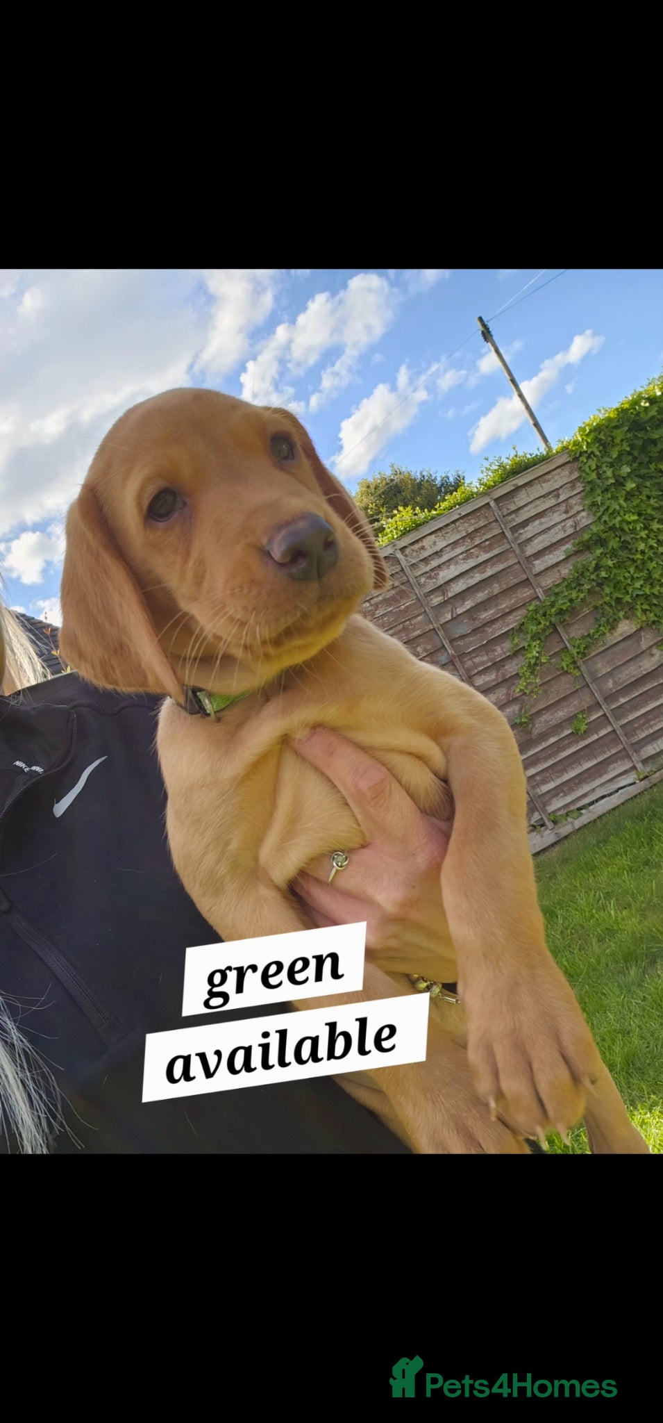 Labrador Retriever dogs Absolutely stunning kc registered fox red pups - Advert 10