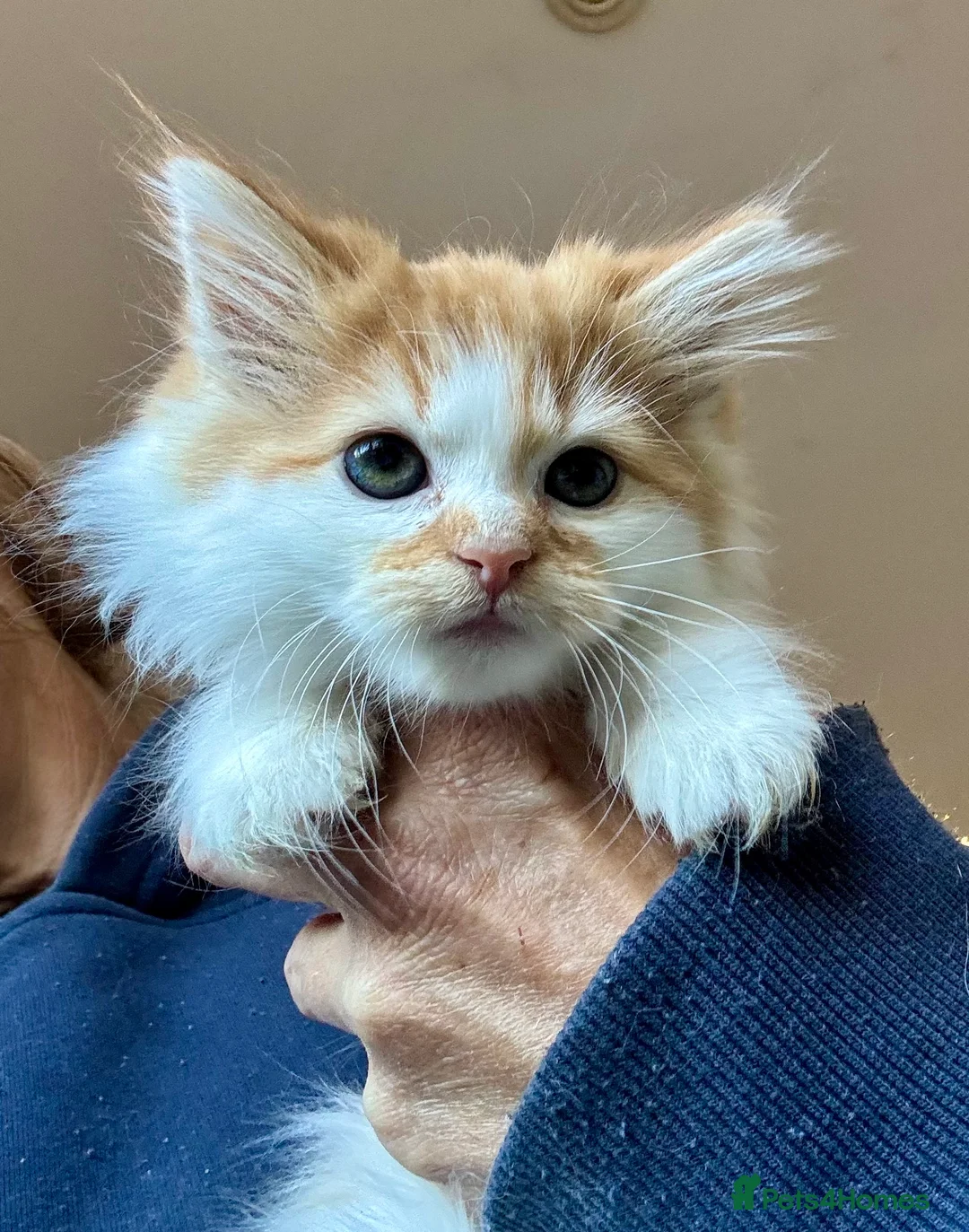 Mixed Breed cats for sale: Maine coon cross kittens stunning babies ready now - Advert 21