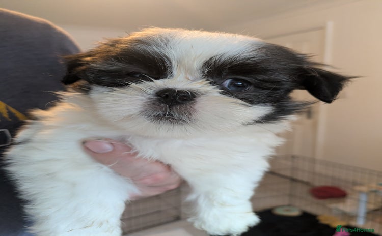Lhasa Apso dogs - Advert 1