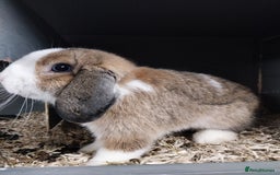 Mini Lop rabbits for sale: Mini lop rabbits  - Image 7