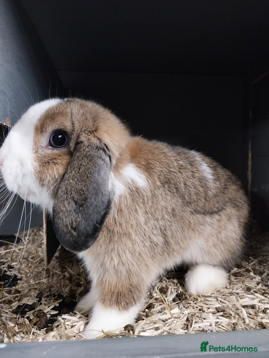 Mini Lop rabbits for sale: Mini lop rabbits  - Image 7