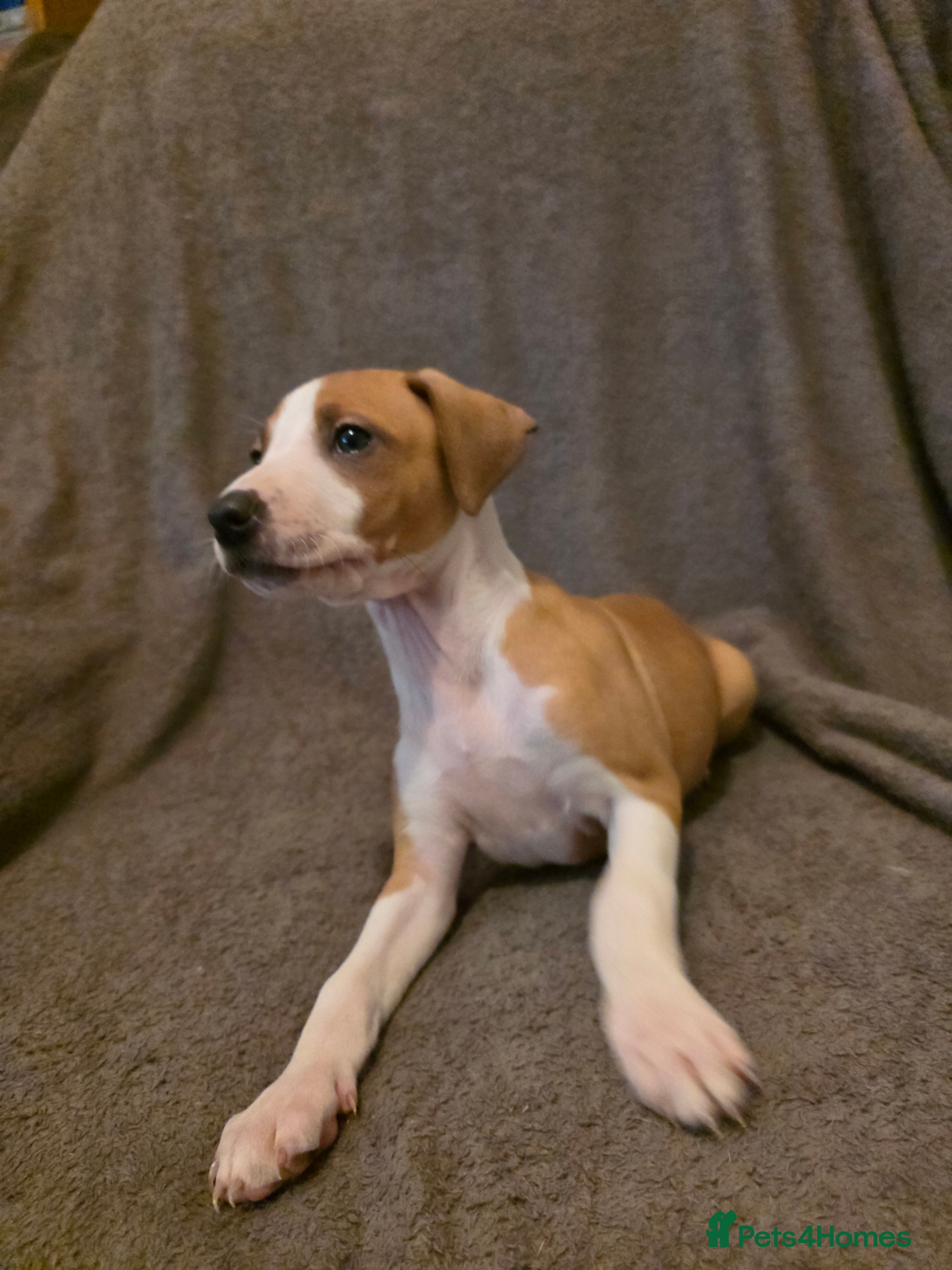 Mixed Breed dogs Italian Greyhound x Bull Greyhound Puppies - Advert 3