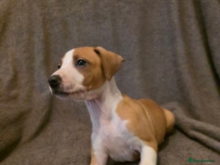 Mixed Breed dogs Italian Greyhound x Bull Greyhound Puppies - Advert 8