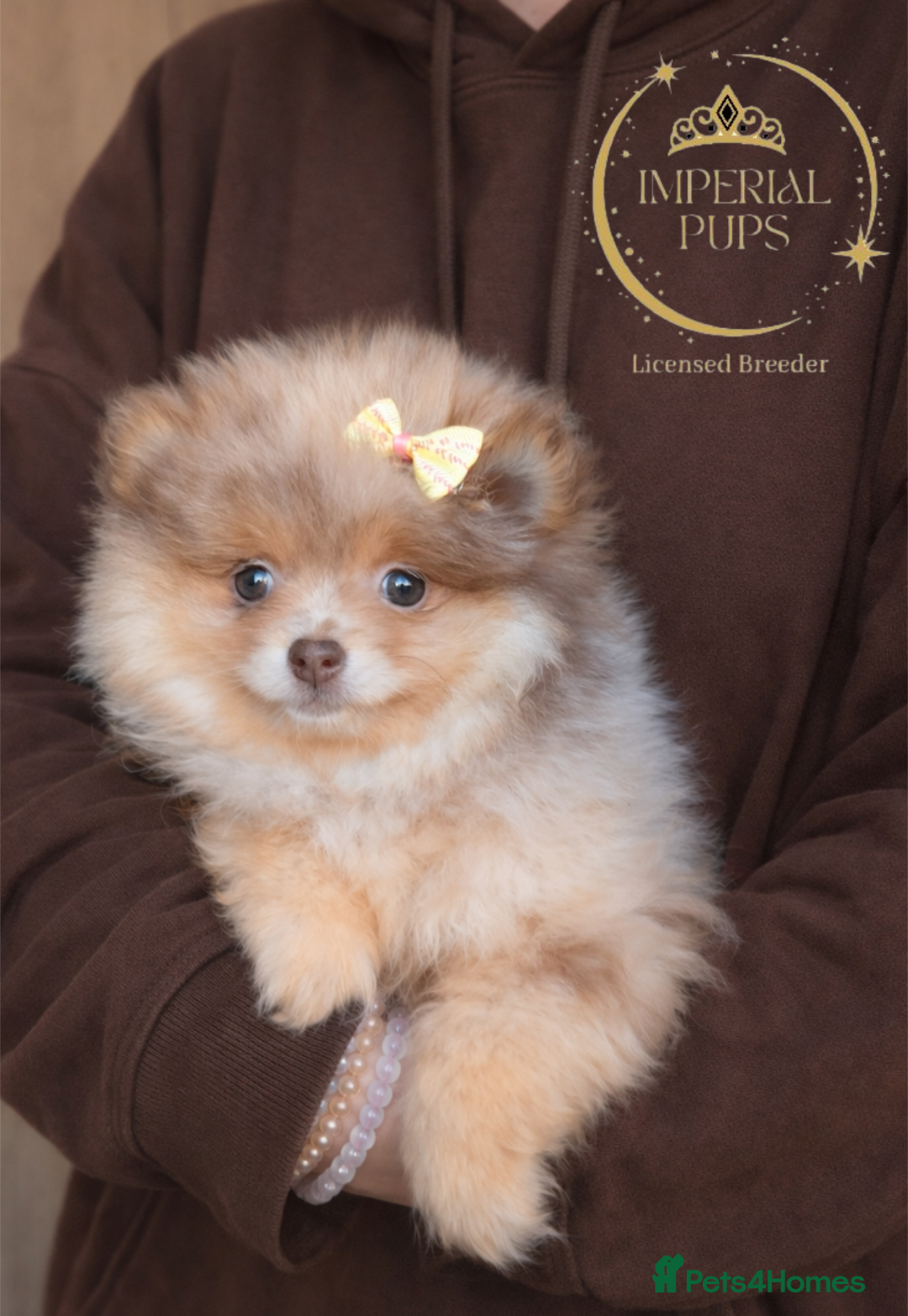 Pomeranian dogs for sale:  KC chocolate lilac merle tan girl teddy face - Advert 1