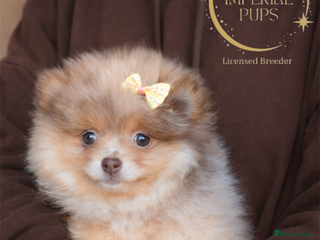 Pomeranian dogs KC chocolate lilac merle tan girl teddy face - Advert 5