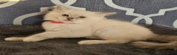 Ragdoll cats for sale: 5⭐️ Council licence held. GCCF reg kittens  - Advert 8
