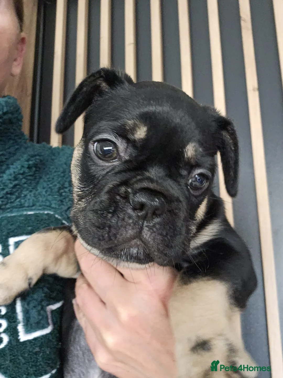 French Bulldog dogs for sale: French bulldog for sale  in Carlisle - Advert 2