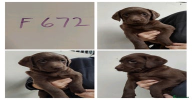 Labrador Retriever dogs - Advert 4