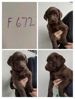 Labrador Retriever dogs - Advert 4