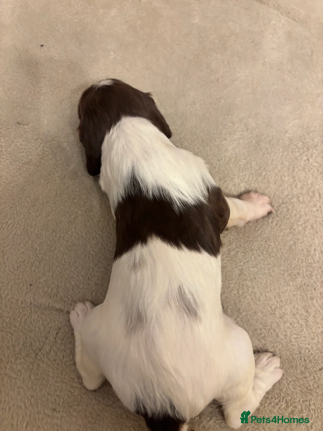 English Springer Spaniel dogs for sale: English springer spaniel puppies - Advert 34