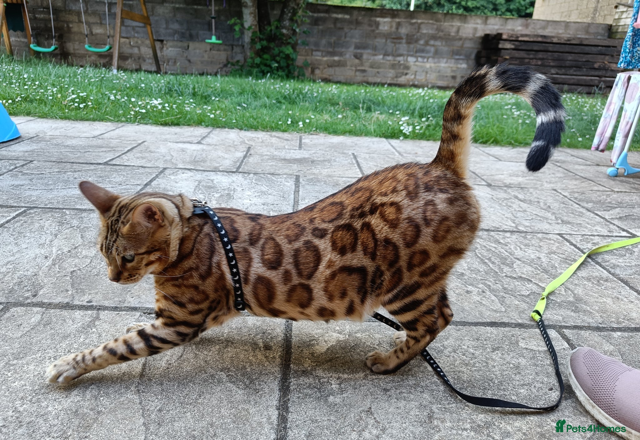 Bengal cats for sale: Absolutely beautiful pedigree bengal kittens - Advert 16