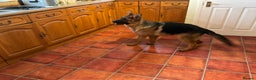 German Shepherd dogs for sale: Outstanding specimen German Shepherd  - Advert 24