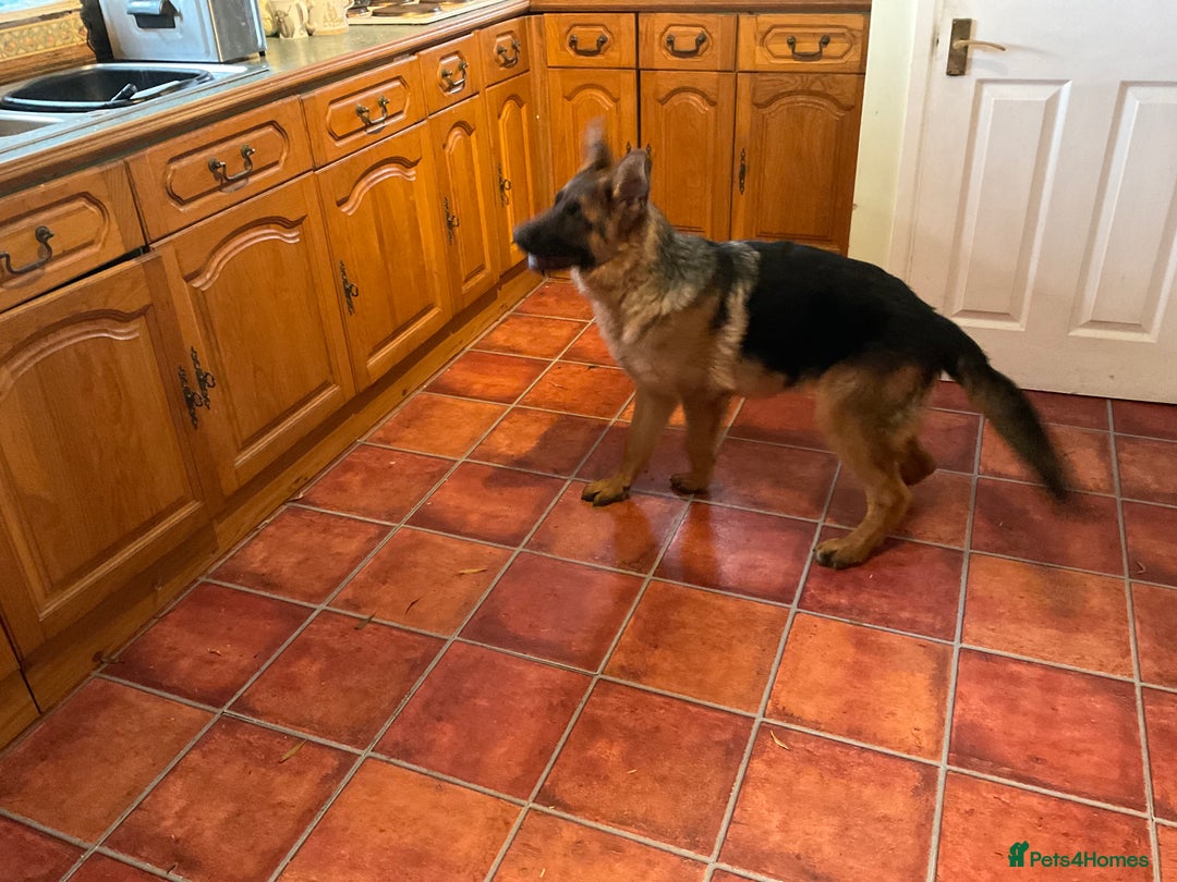 German Shepherd dogs for sale: Outstanding specimen German Shepherd  - Advert 24