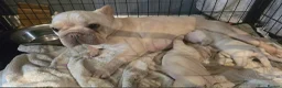 French Bulldog dogs for sale: French Bulldog pups - Advert 5