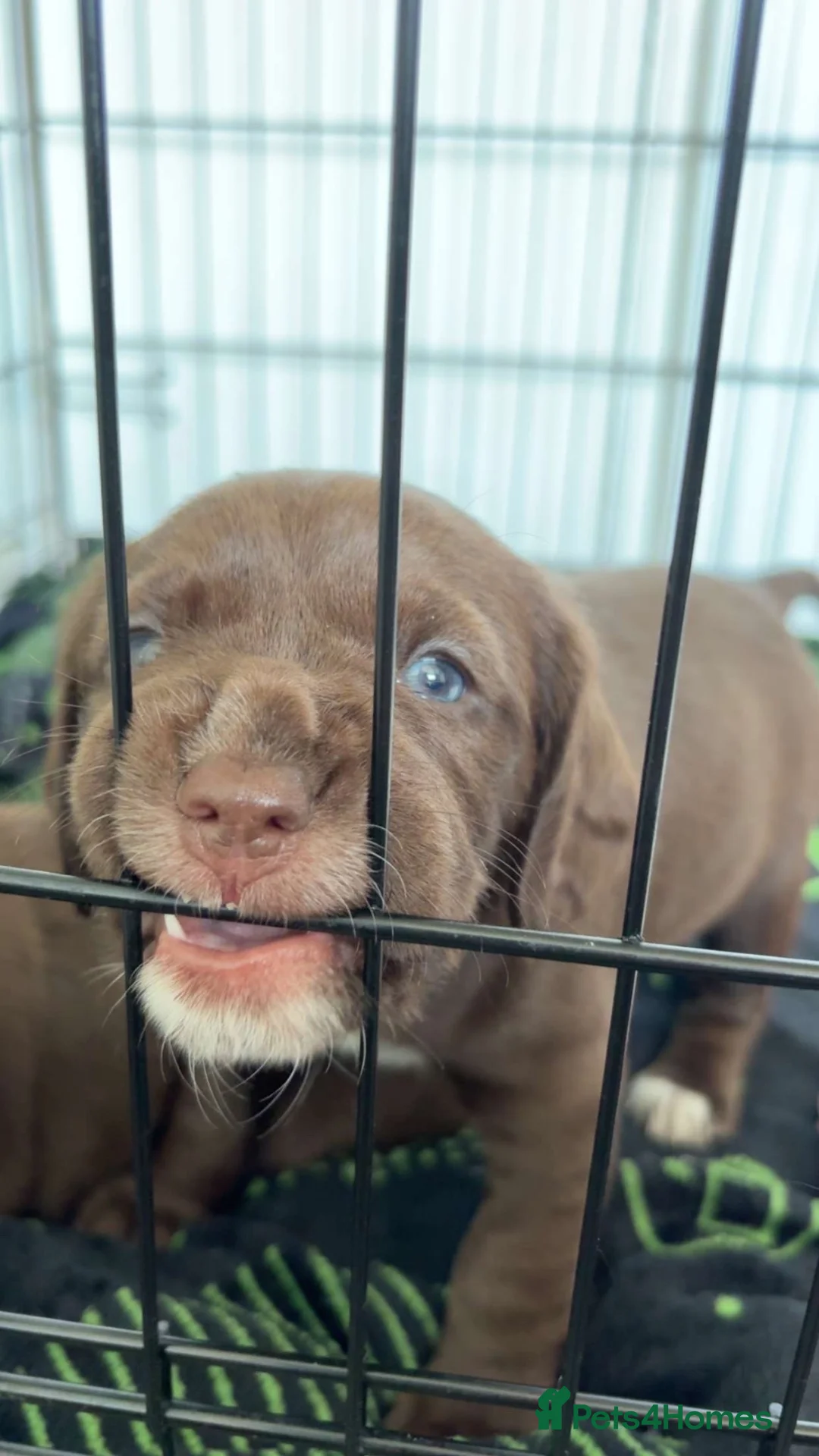 Mixed Breed dogs for sale: Sprocker cross female puppy - Advert 2
