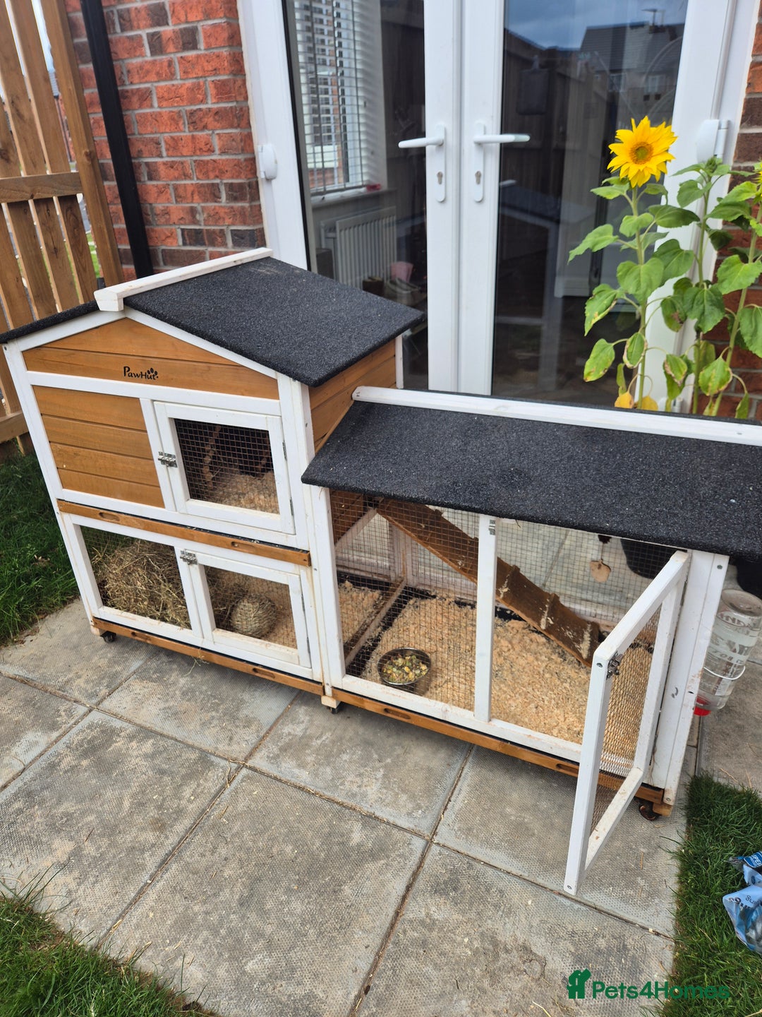 Guinea Pig rodents for sale: female guinea pigs with hutch - Image 1
