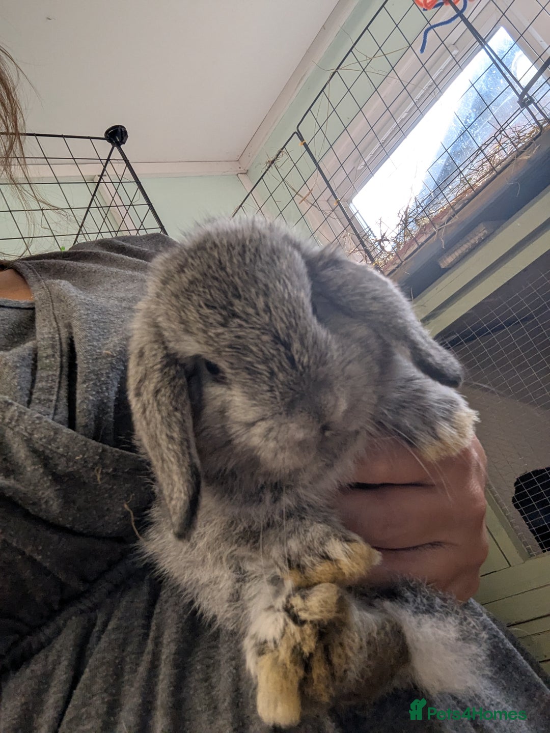 Mini Lop rabbits for sale: Last little boy mini lop  - Image 3