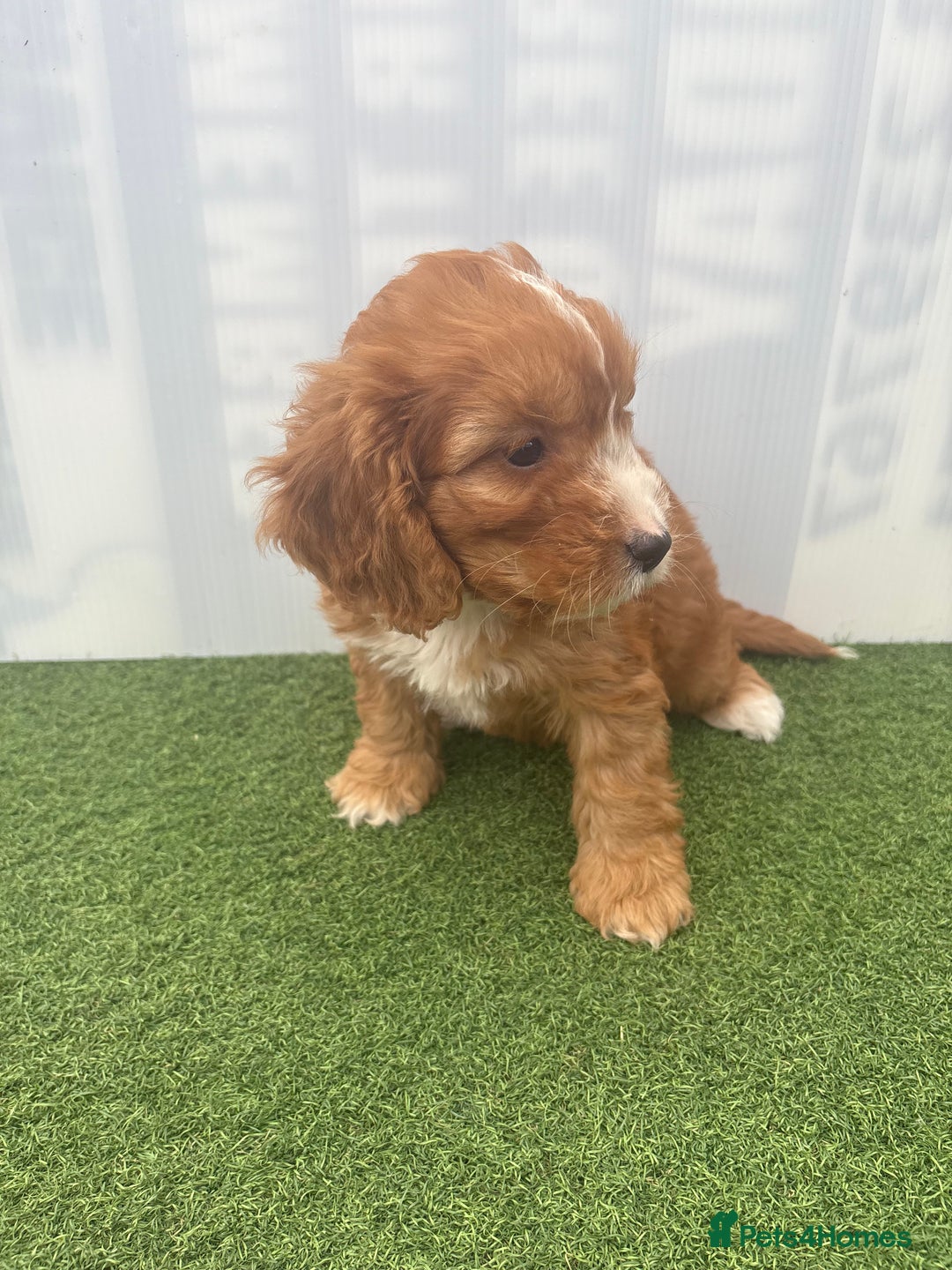 Cockapoo dogs for sale: Cockapoo puppies f1 - Image 5