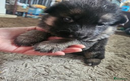 German Shepherd dogs for sale: 8 Beautiful fluffy German Shepherd pups  - Image 23