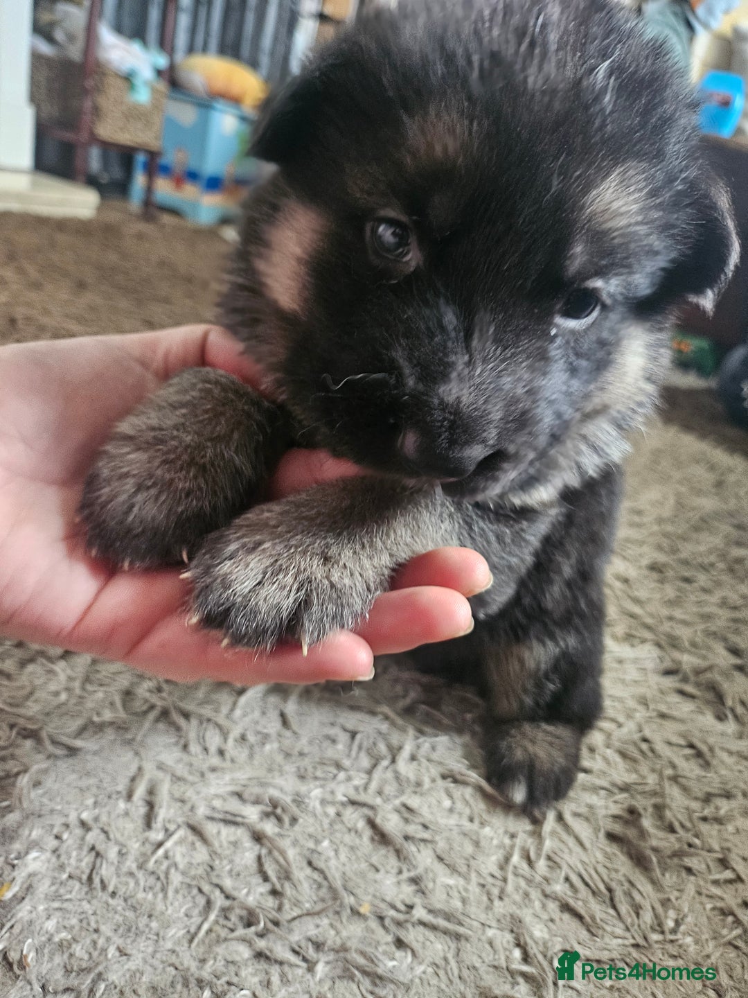 German Shepherd dogs for sale: 8 Beautiful fluffy German Shepherd pups  - Image 23