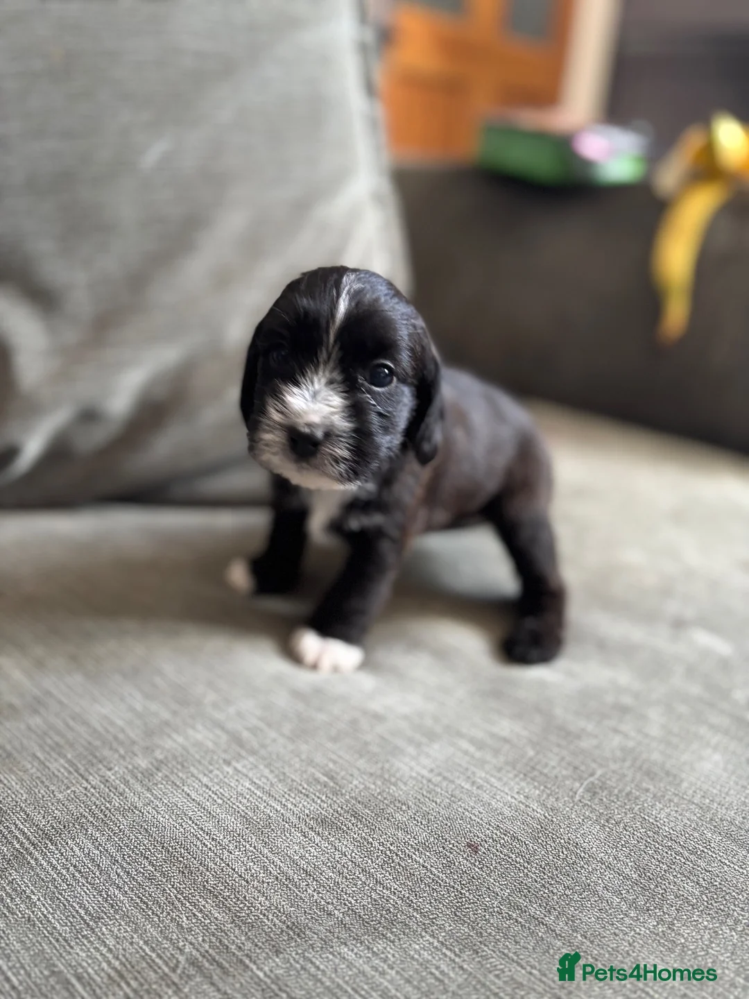 Mixed Breed dogs for sale: Puppies  in Nottingham - Advert 2