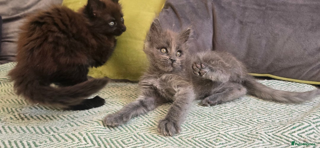 Maine Coon cats for sale: Maine coon girls - Advert 8