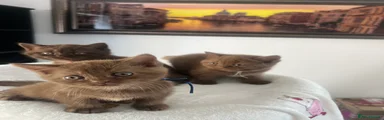 British Shorthair 1 Cinemon girl