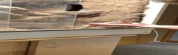 Lizard reptiles for sale: Australian water dragon  - Advert 7