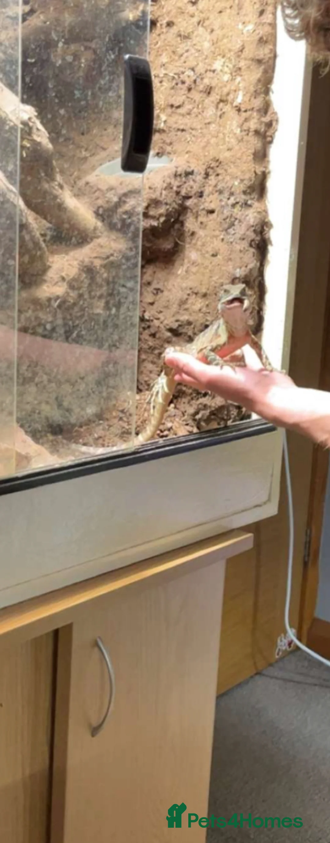Lizard reptiles for sale: Australian water dragon will except offers  - Advert 5