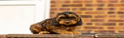 Cockapoo dogs for sale: 🐶 Cockerpoo Puppies – Loving Forever Homes 🐶 - Advert 10