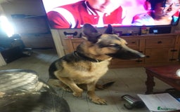 German Shepherd dogs for sale: Good dog - Image 3