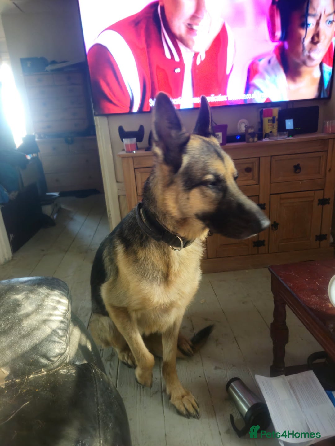 German Shepherd dogs for sale: Good dog - Image 3