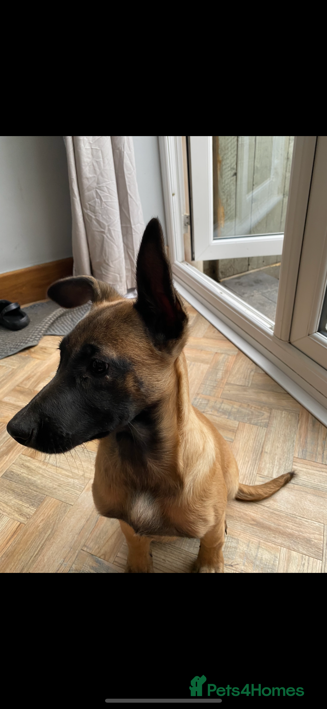 German Shepherd dogs Dutch herder (Dave)  - Advert 16