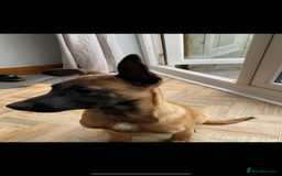 German Shepherd dogs for sale: Dutch herder (Dave)  - Advert 1