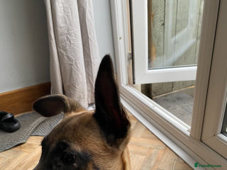 German Shepherd dogs Dutch herder (Dave) - Advert 2