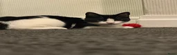 Mixed Breed cats for sale: Gorgeous cat - Advert 3