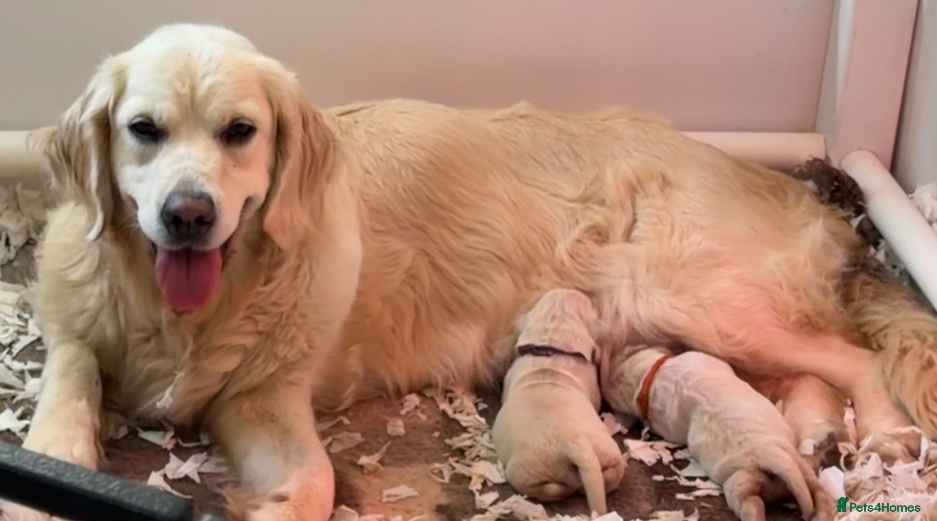 Golden Retriever dogs Kc reg cream golden retriever pups - Advert 2