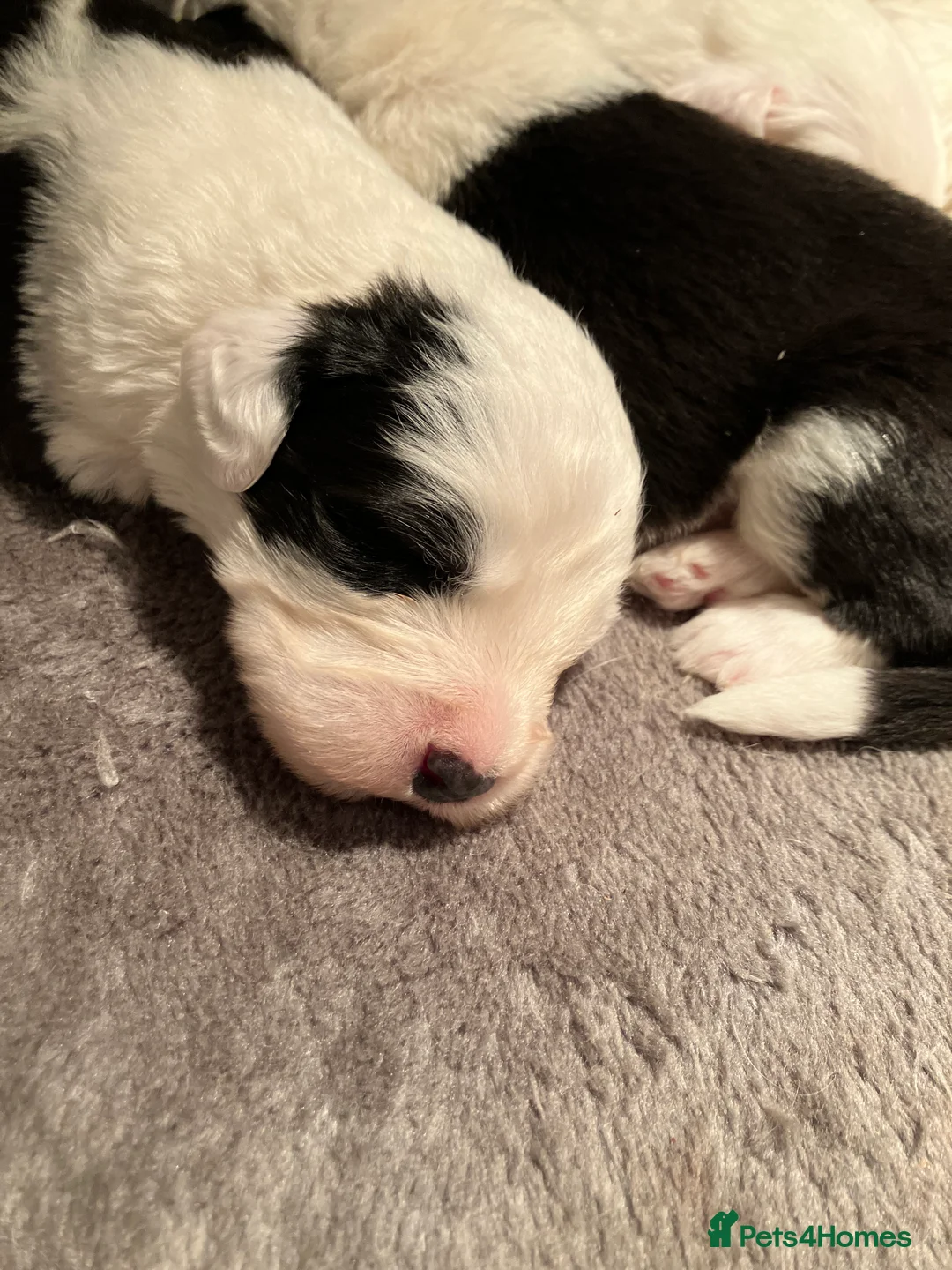 Old English Sheepdog dogs for sale: HEALTH TESTED OLD ENGLISH SHEEPDOG PUPPIES  - Advert 18