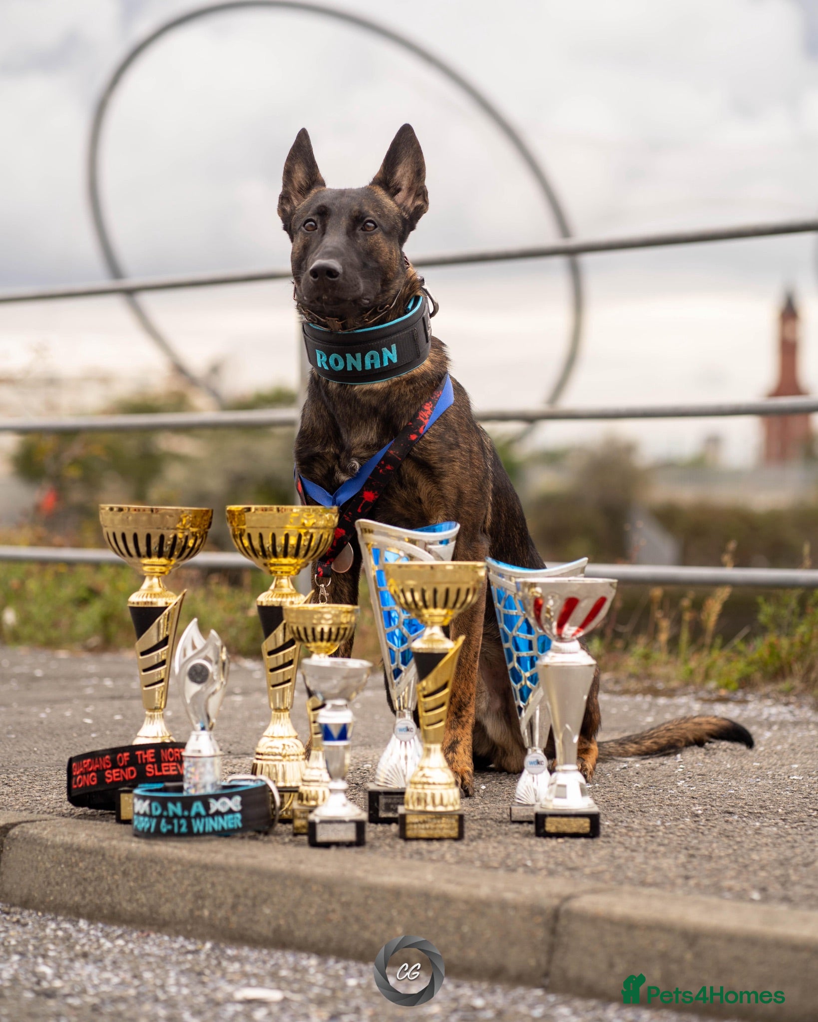 Belgian Shepherd Dog dogs Dutch herder BRN registered  - Advert 18