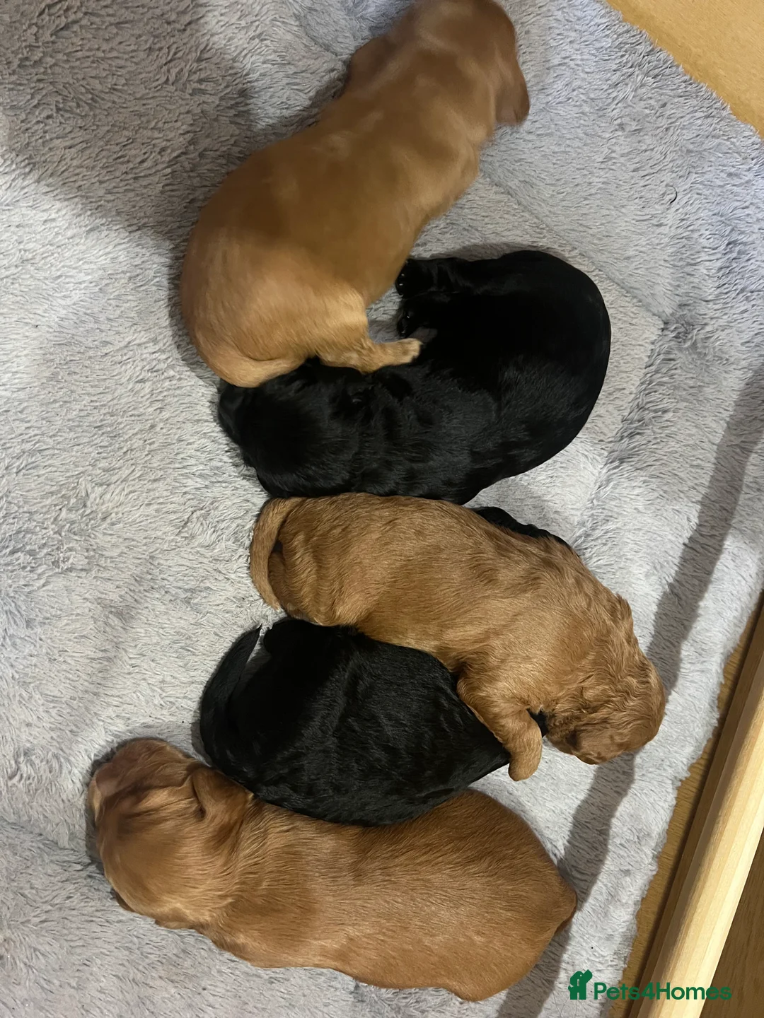Mixed Breed dogs for sale: Cockapoo x springer (sprocker) - Advert 1