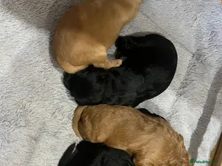 Mixed Breed dogs Cockerpoo x springer (sprocker) - Advert 1