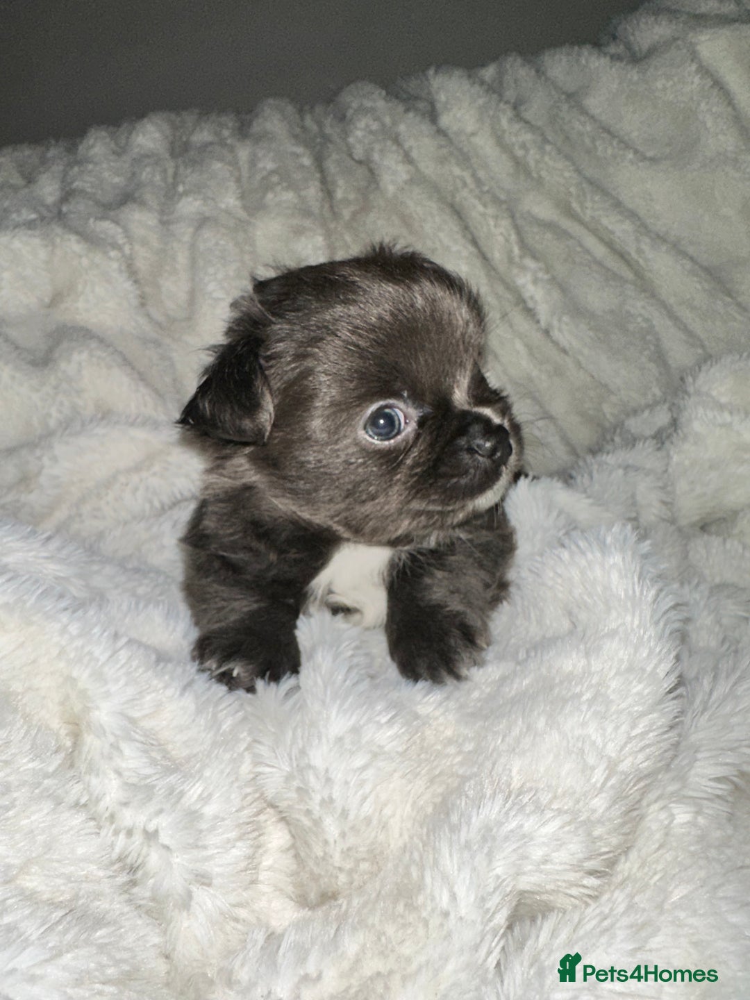 Chihuahua dogs for sale: chihuahua pups for sale  - Image 5