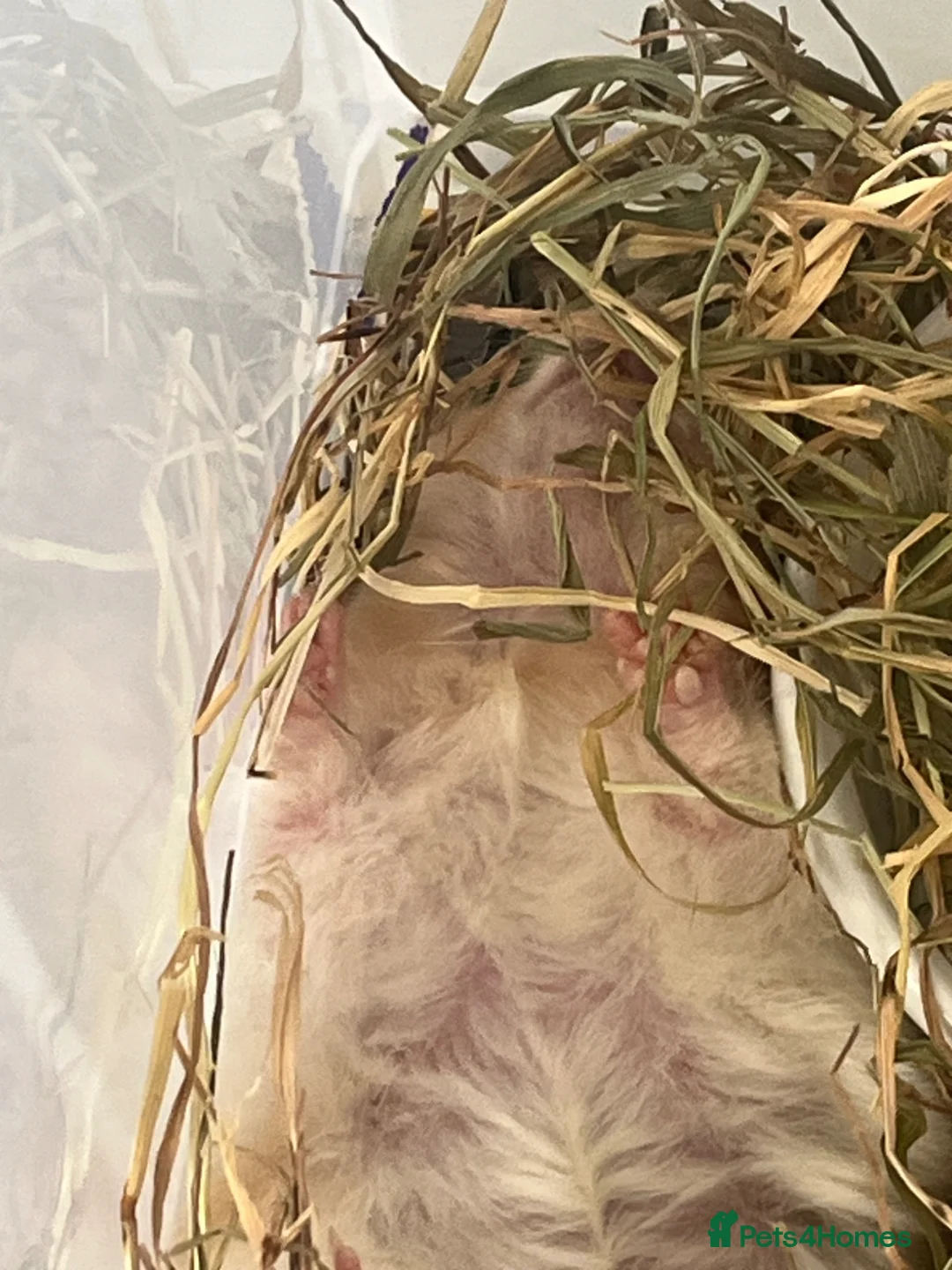 Hamster rodents for sale: Ginger White Grey Hamster  in London - Advert 2