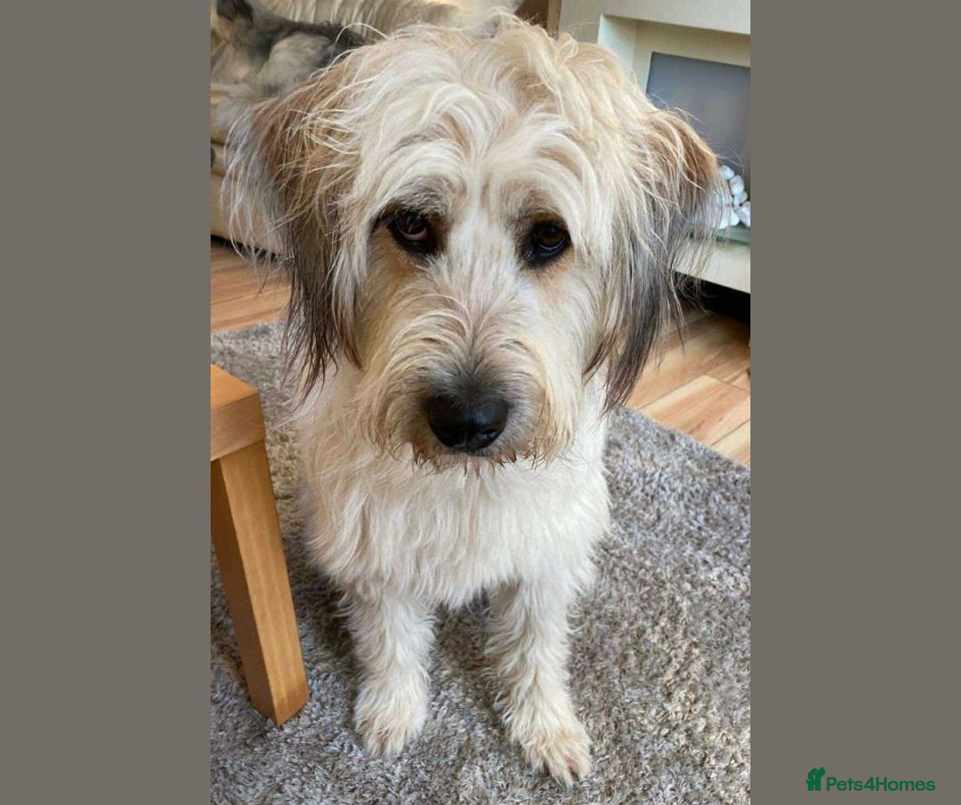 Mixed Breed dogs for adoption: OLIVE - Looking for experienced owners. - Image 2