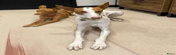 Ibizan Hound dogs for adoption: Cris - sweet female Podenco  in Ware - Advert 14