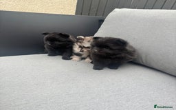 Pomeranian dogs for sale: Ready for new homes 🏠 3 Pomeranian Puppies 🩵🩷 - Image 5