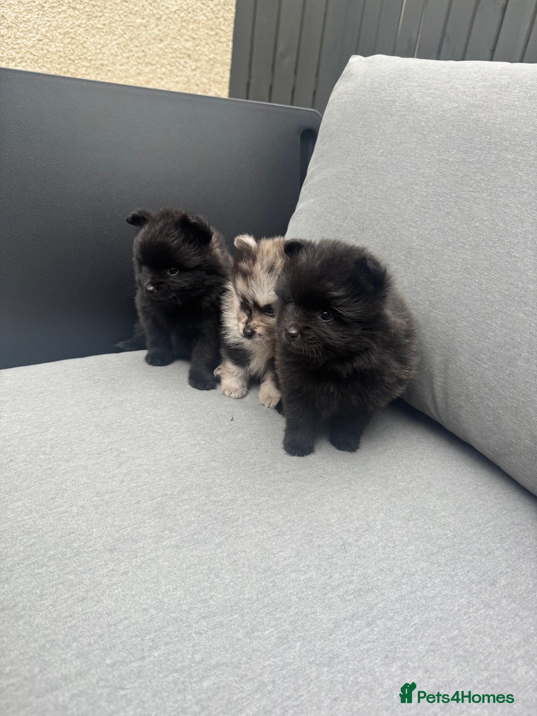 Pomeranian dogs for sale: Ready for new homes 🏠 3 Pomeranian Puppies 🩵🩷 - Image 5