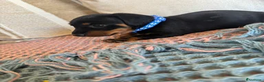 Miniature Dachshund 1