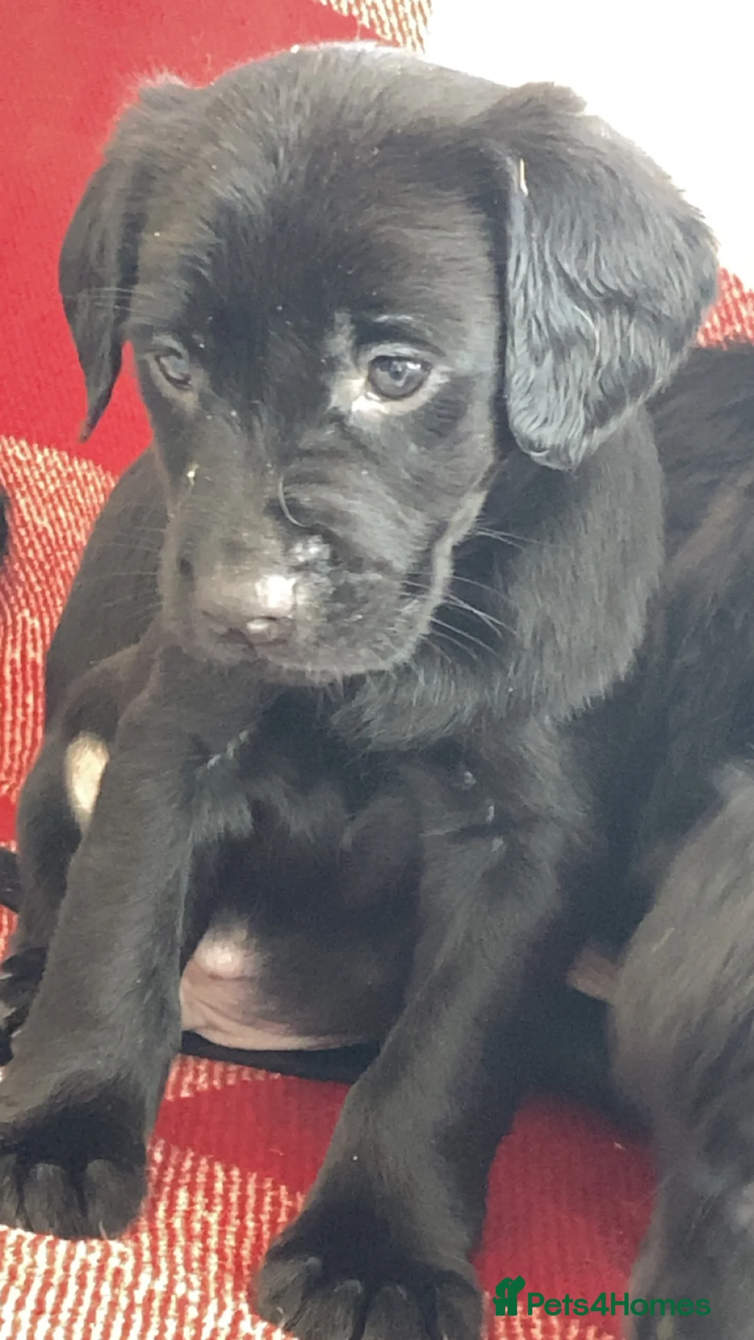 Mixed Breed dogs for sale: Sprockerdor puppies  - Advert 6