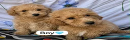Cavapoo dogs for sale: Beautiful cavapoo puppies 🐶 in Maidstone - Advert 3